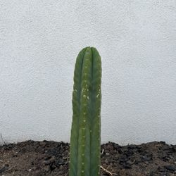 San Pedro Cactus Clipping