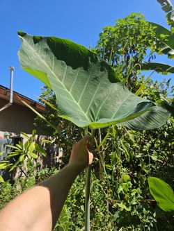 Elephant ear