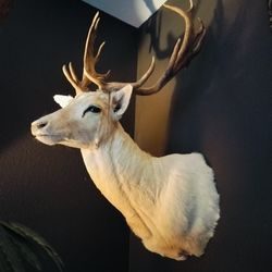White Fallow Shoulder Mount Taxidermy.