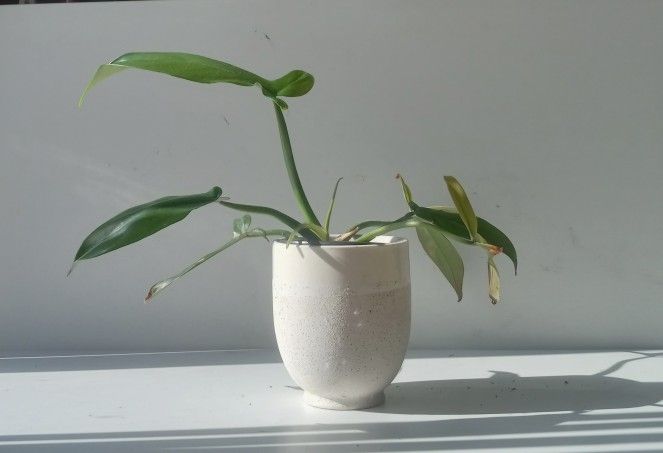 Rare Aroid Philodendron Golden Dragon Plant/ Indoor Plant/ House Plant  Flower Patio Garden 