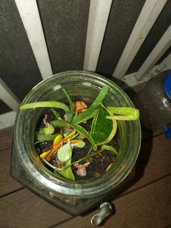 Homemade terrarium