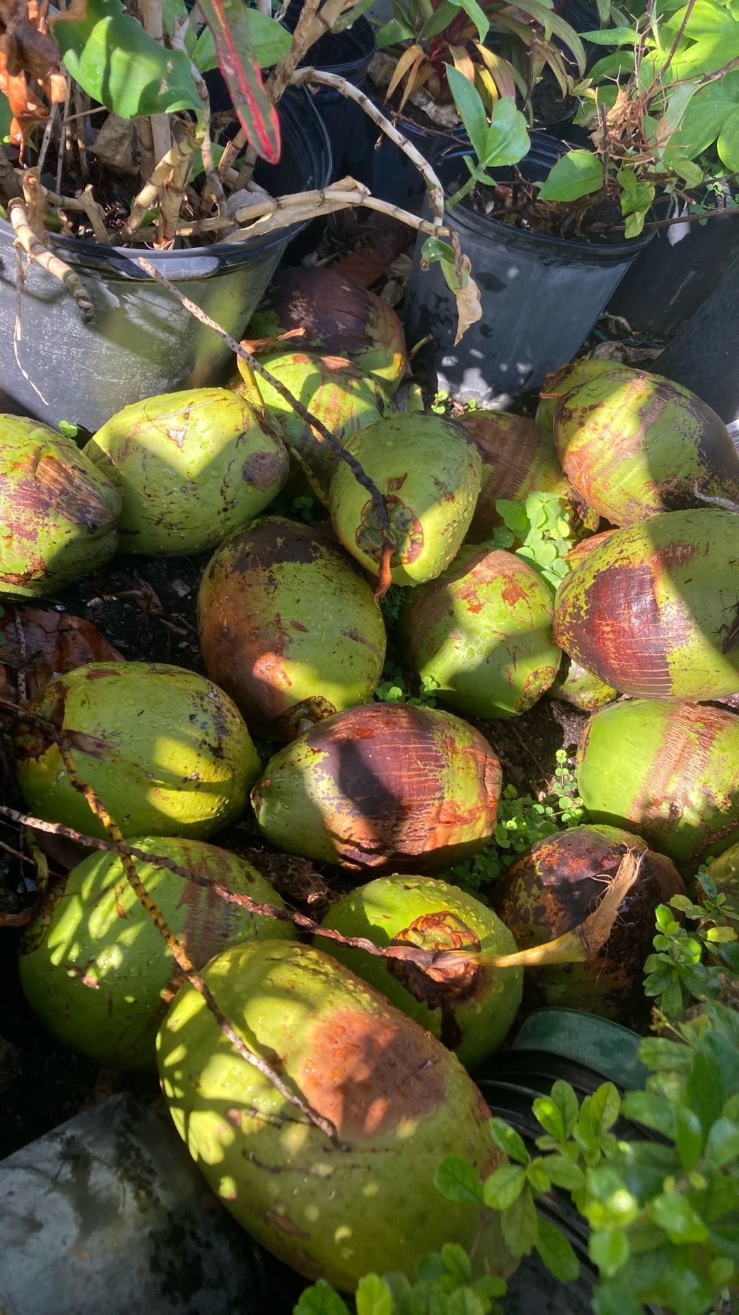 Cocos 🥥 2 por un dólar