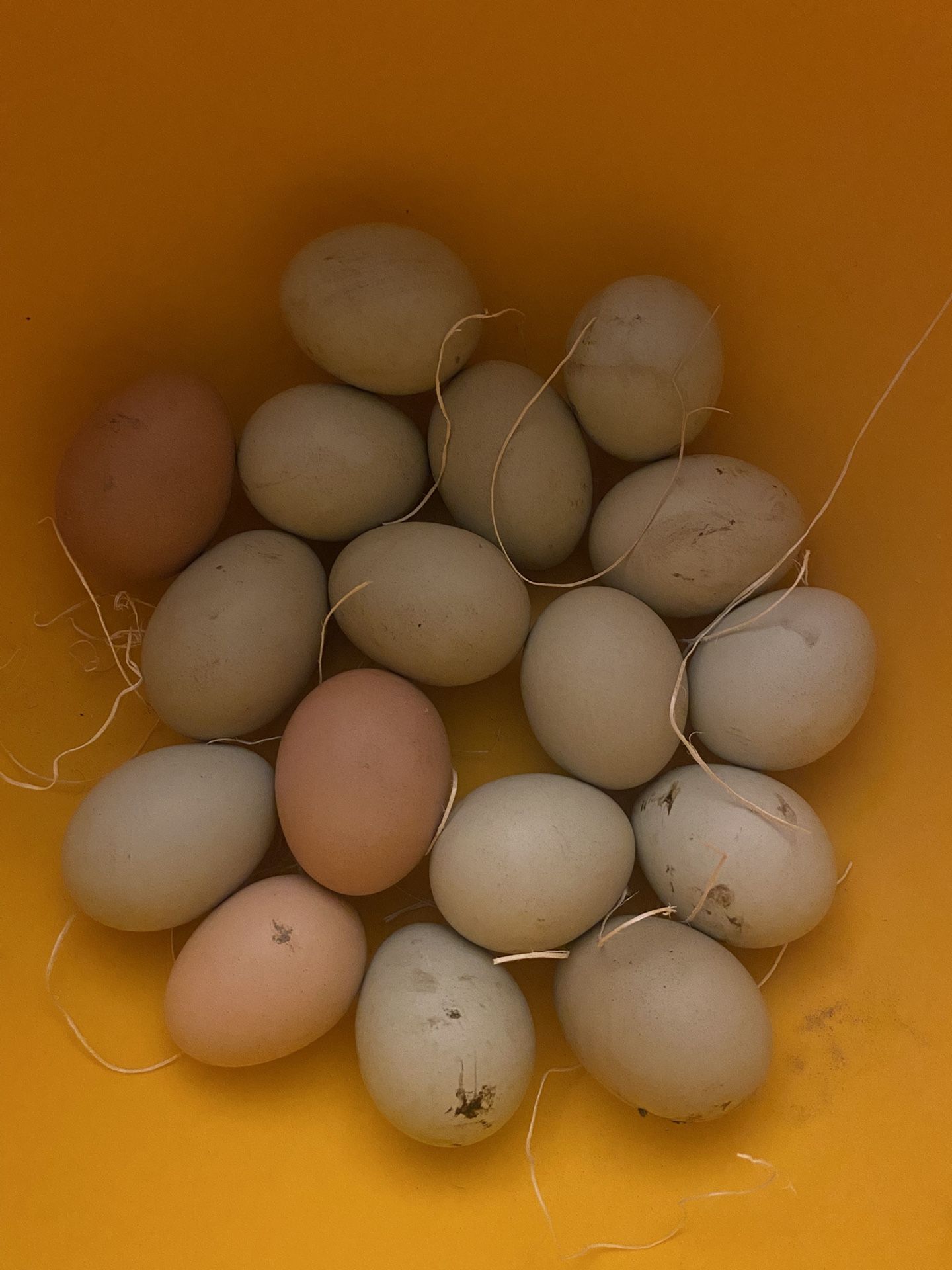 Eggs