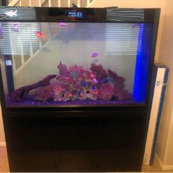 crime probably Large Full-Sized Fish Tank – A Beautiful Centerpiece for Your Home