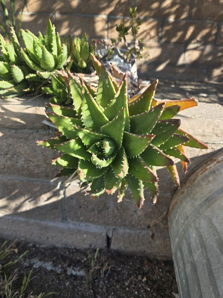 Succulents Aloe juvenna (also called Tiger Tooth Aloe)