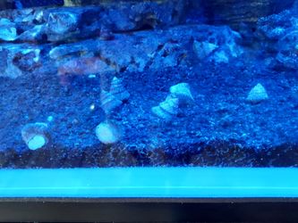 Astrea snails