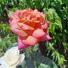Green Thumb Garden