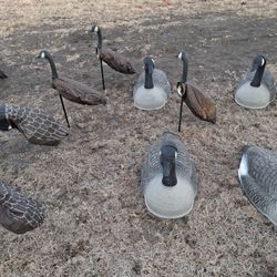 Goose Decoys And One man Cabelas  Cornfield Blind