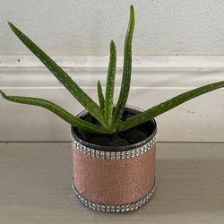 Small Real Aloe Vera Plant 