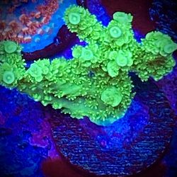 Toxic Green Slimer Acro Coral Frag SPS Acropora Reef decoration