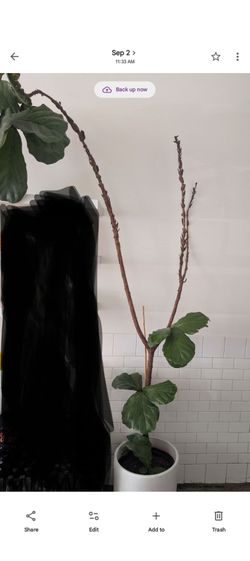 Fiddle Leaf Fig Tree in White Pot