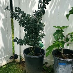 #51  Blue princess Holly with white flowers  Over 5' tall