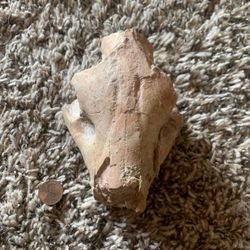 Fossil oreodont Skull