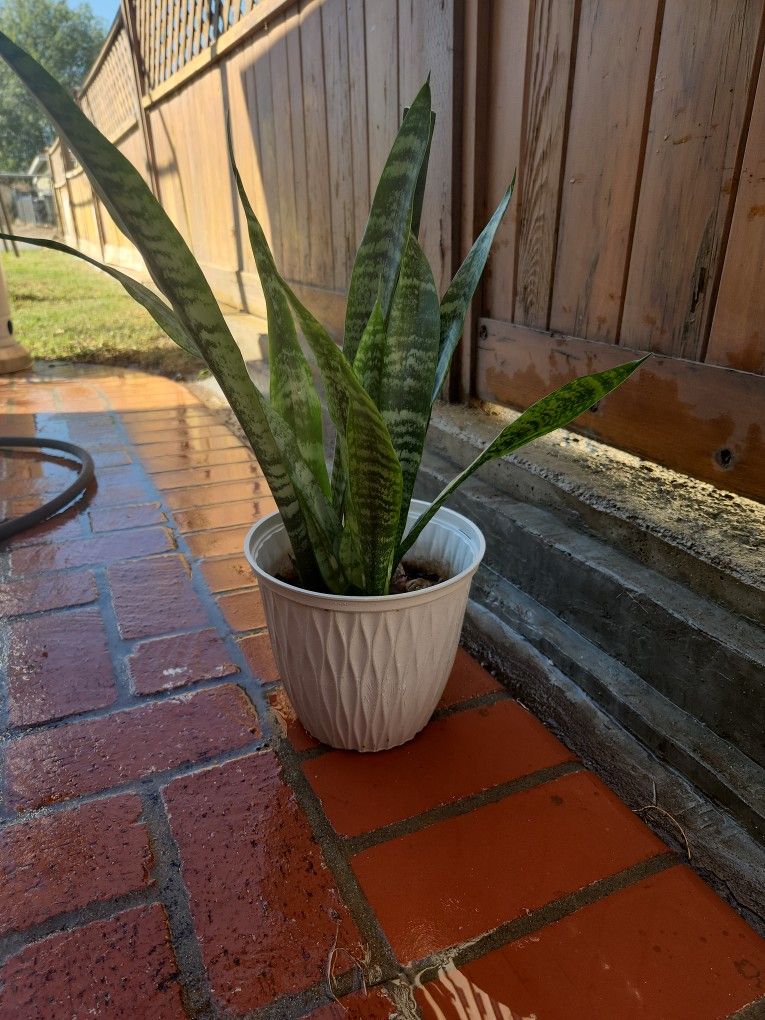 Snake Plant 