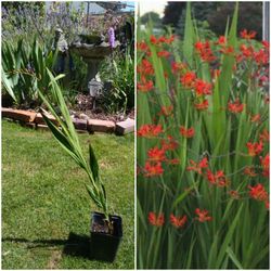 Crocosmia Plant 