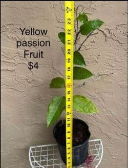 Passion fruit Vine