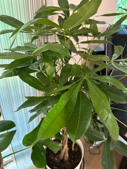 Money tree plant