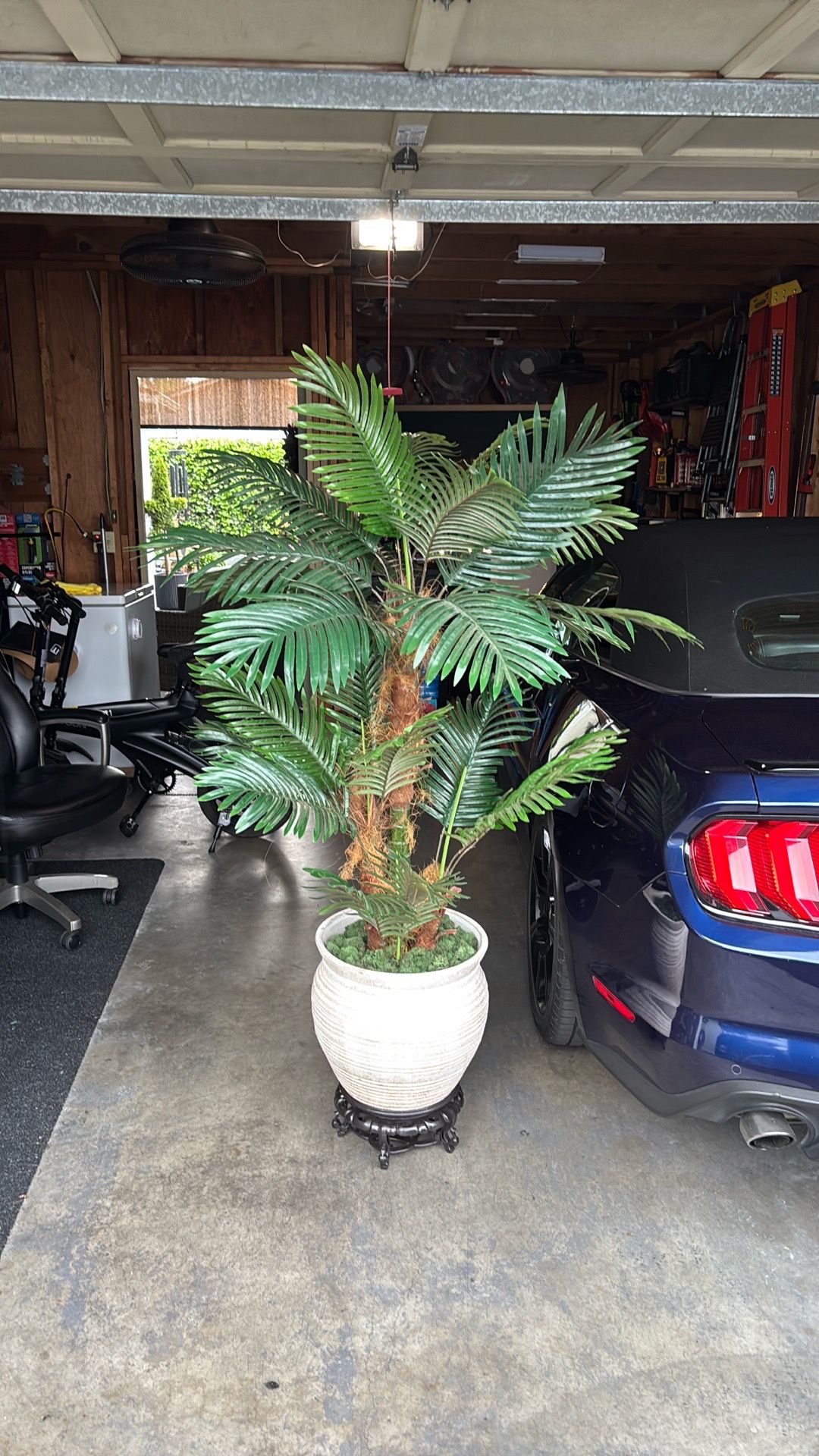 Palm Tree , large pot & stand.