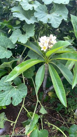 Plumaria