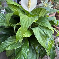 PEACE LILY