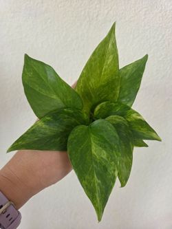 Neon Queen Pothos Plant Cuttings