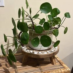Chinese Money Plant In beautiful Handmade Ceramic 