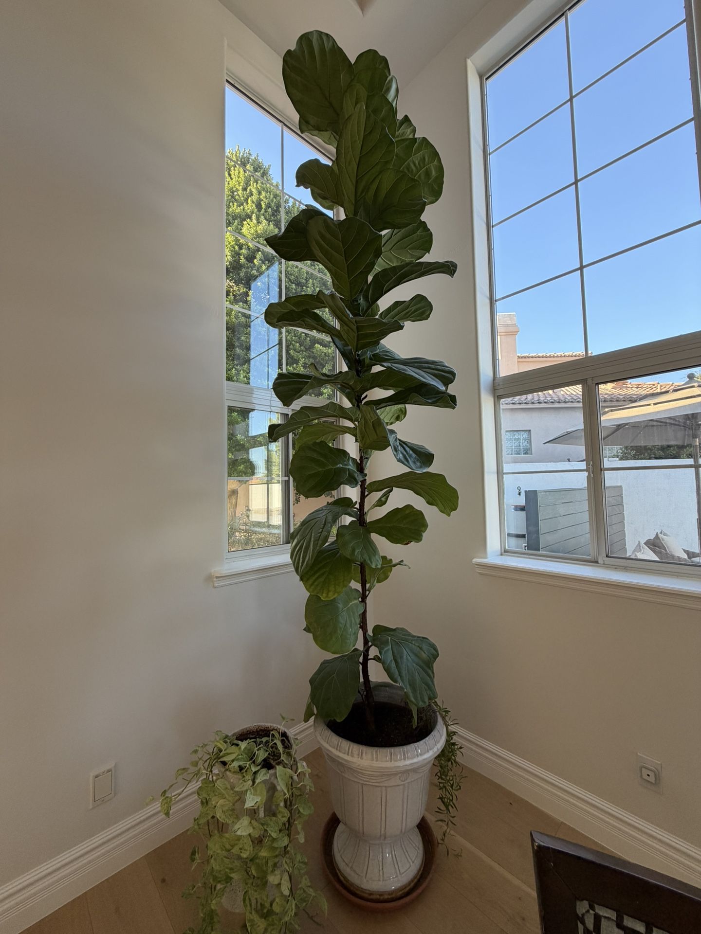 Fiddle Leaf Fig Tree