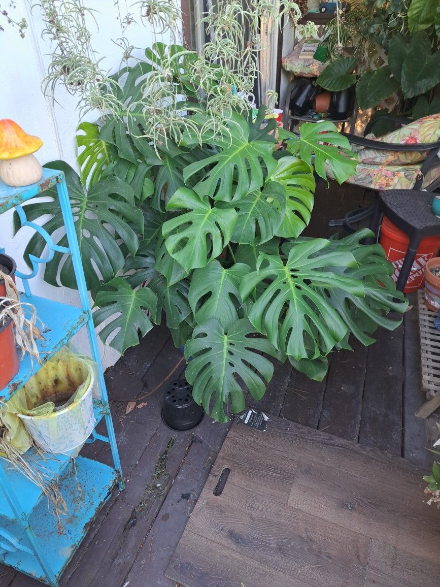 Giant Split Leaf Philodendron In Ceramic Pot