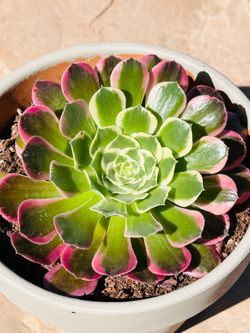 Aeonium Pink Witch