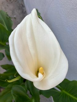 Blooming Calla Lily