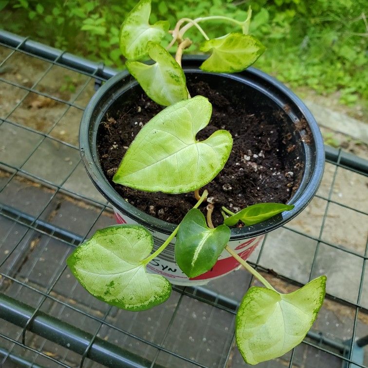 Syngonium Plant