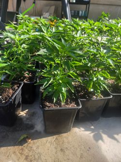 Red pequin pepper plant