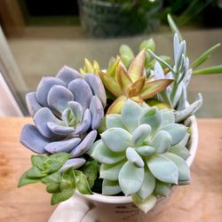 Succulent Collection. Sammamish, Beaver Lake