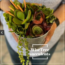 Succulent Arrangement , areglo de succulentes