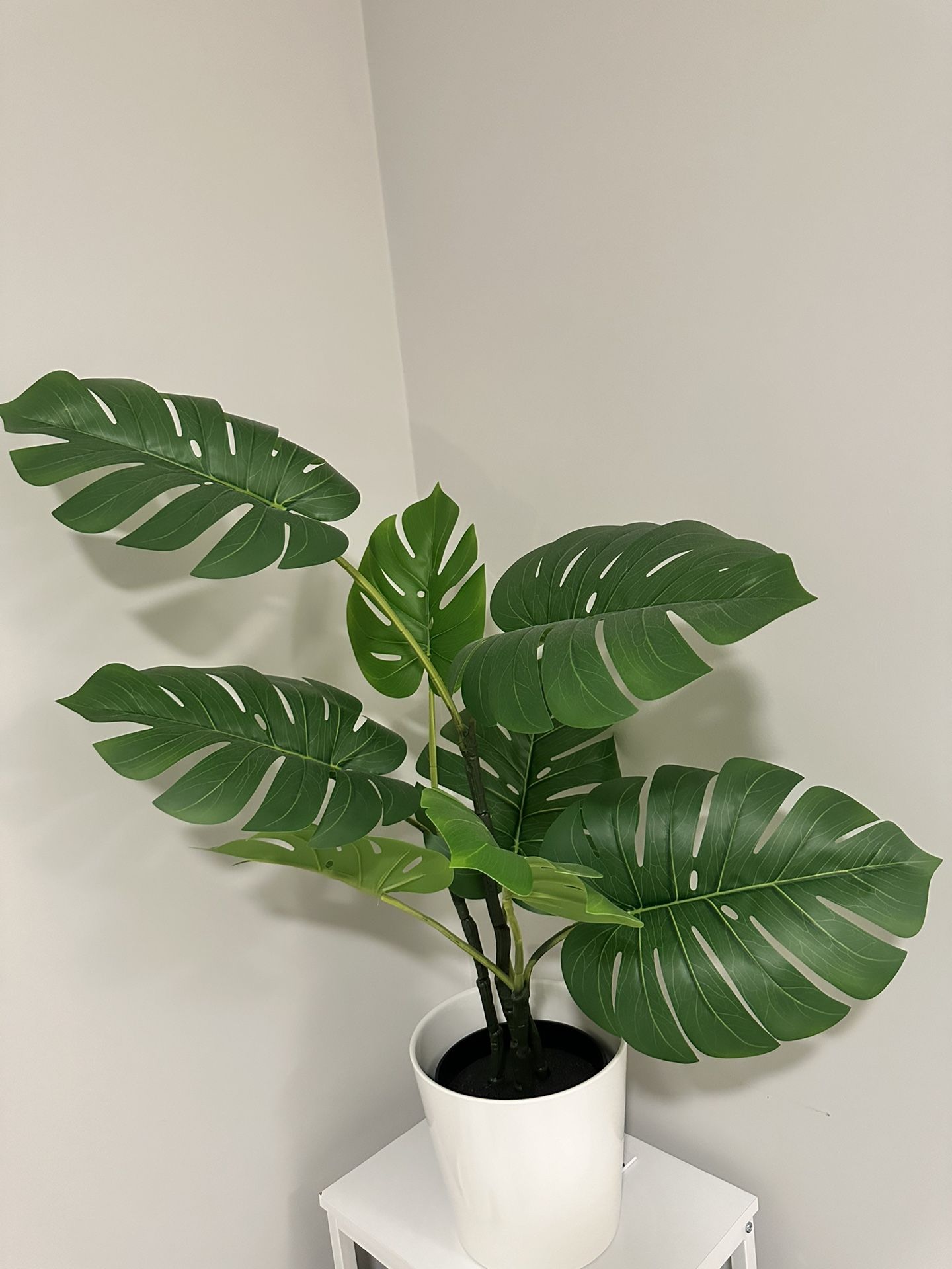 philodendron gezackte blätter Herzblättriger Philodendron main image 0