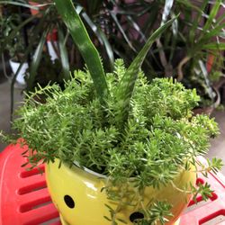 5" Ceramic Pot With House Plants 