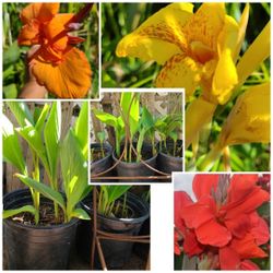 Canna Lilly Surprise -  Yellow, Orange, Red or combi Flowers in 3 gal pot compare to 1 gal $18