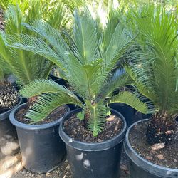 Sago Palm $$95 each