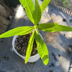 Plantas Milkweed