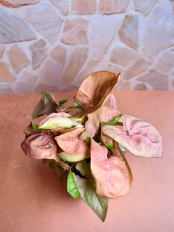 Syngonium Pink Strawberry - 4inch