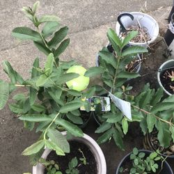 Sweet Creamy Mexican Guava Live Plant 1 Gal (1-Pack)