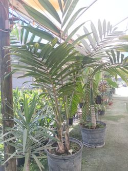 Rare palm tree on sale now !!!!