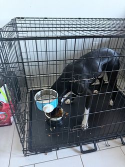 Large Dog Crate Foldable