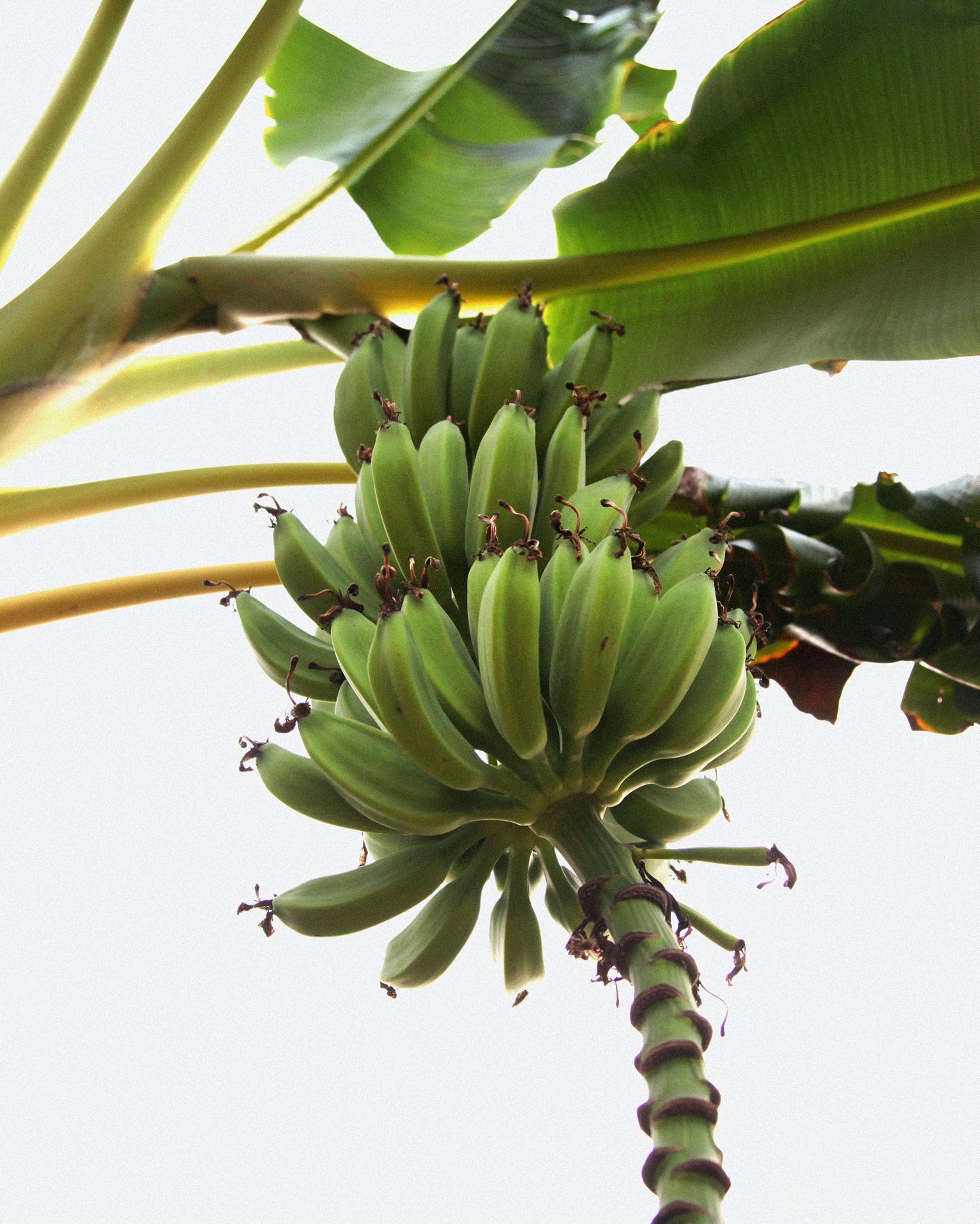 Banana Tree Plant