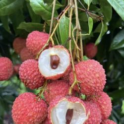 Lychee Fruit Tree
