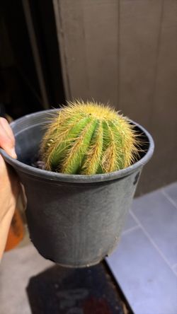 Cactus