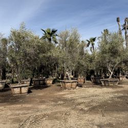 Mature Olive Tree Installed 