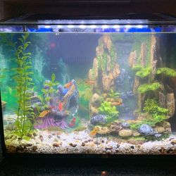 10 Gallon Fish Tank