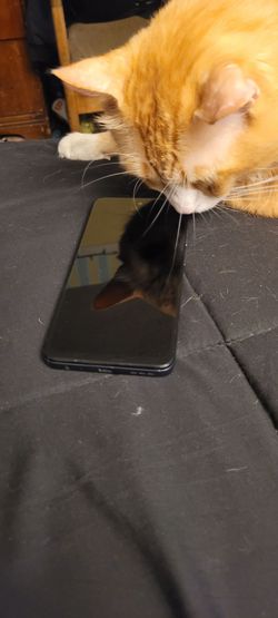 Motorola 2026