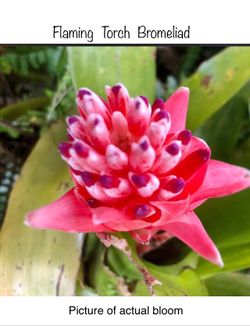 Bromeliads! And Many Other Plants!